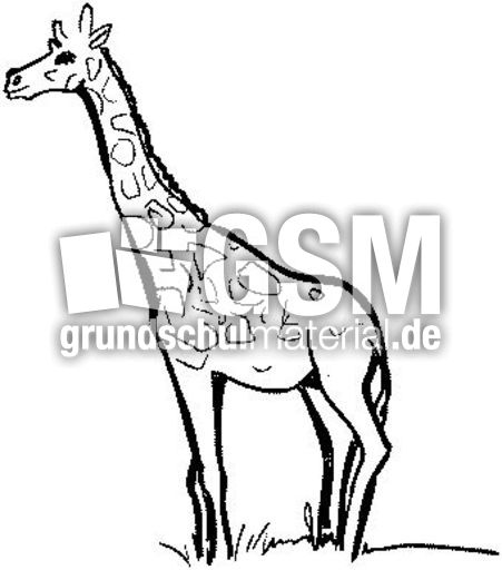 Giraffe.jpg